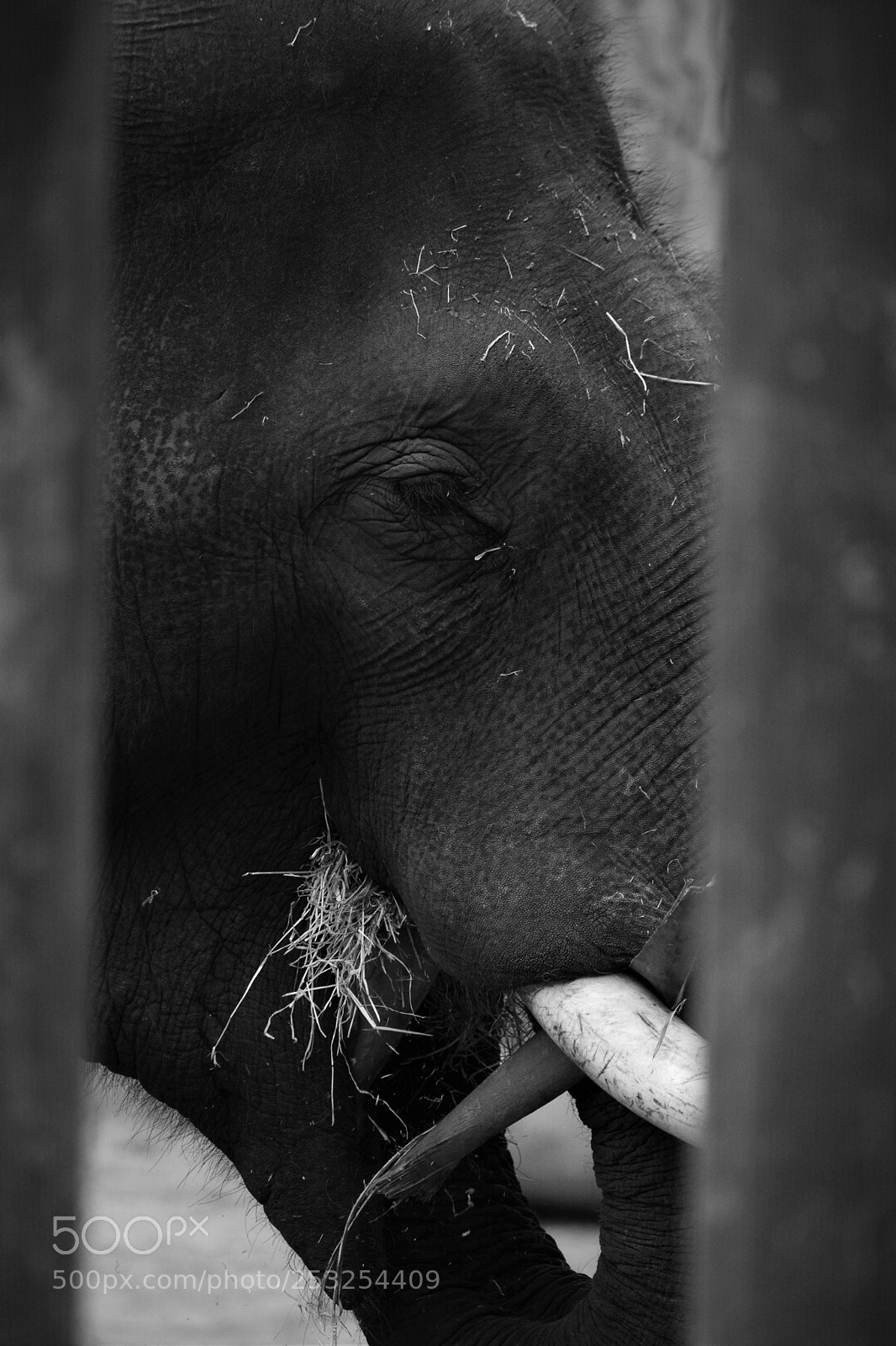 Nikon D7100 sample photo. Elephant photography