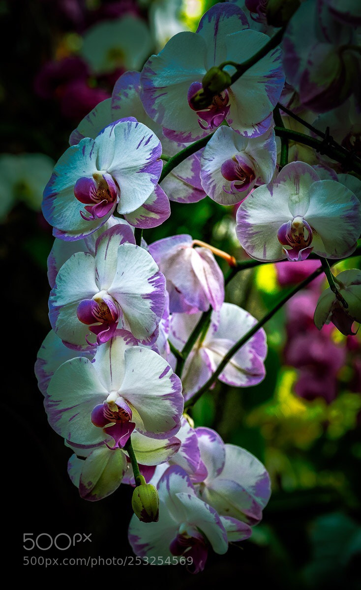 Fujifilm X-H1 sample photo. Orchards in the bronx 1 photography