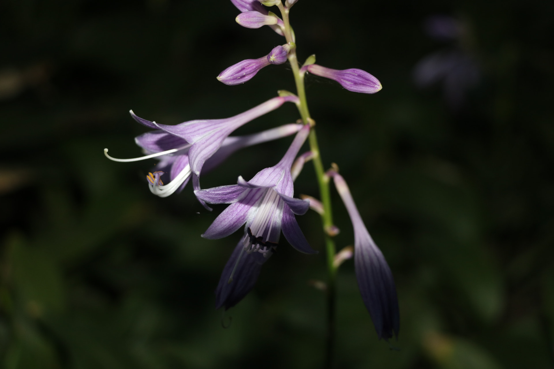 Canon EOS 760D (EOS Rebel T6s / EOS 8000D) sample photo