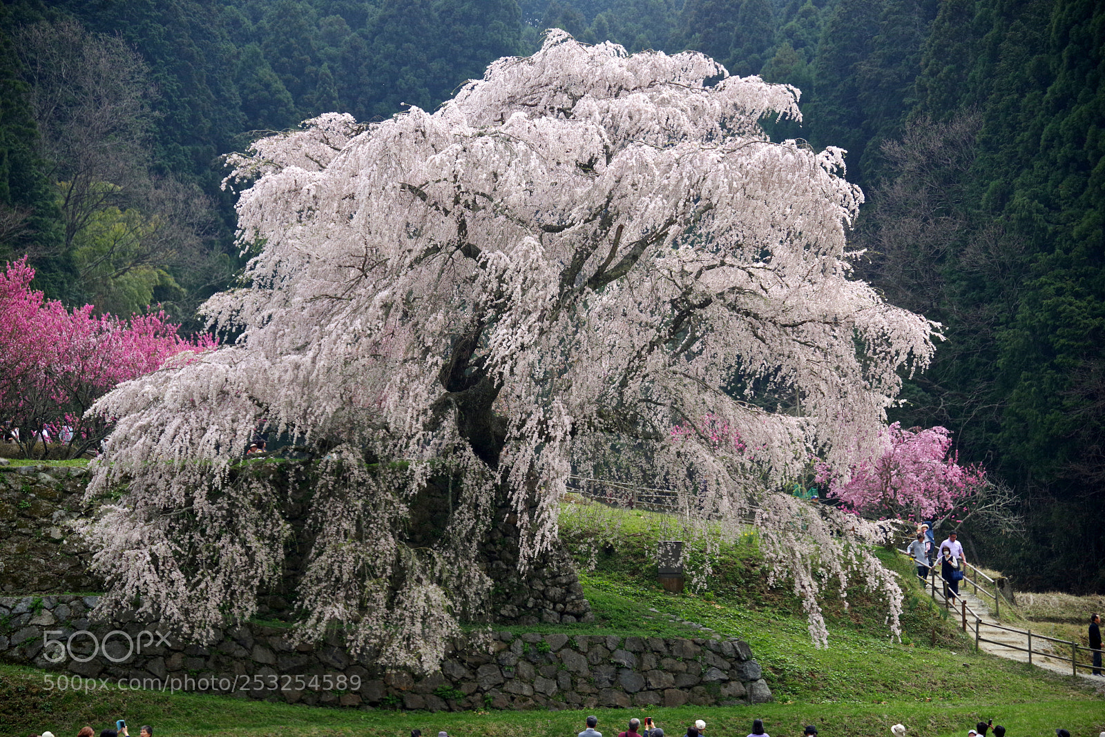 Pentax K-1 sample photo. Big cherry tree photography