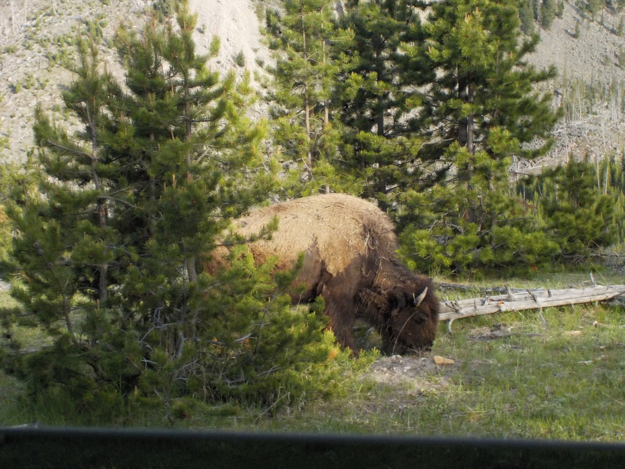 Nikon Coolpix S33 sample photo. Grazing bison photography