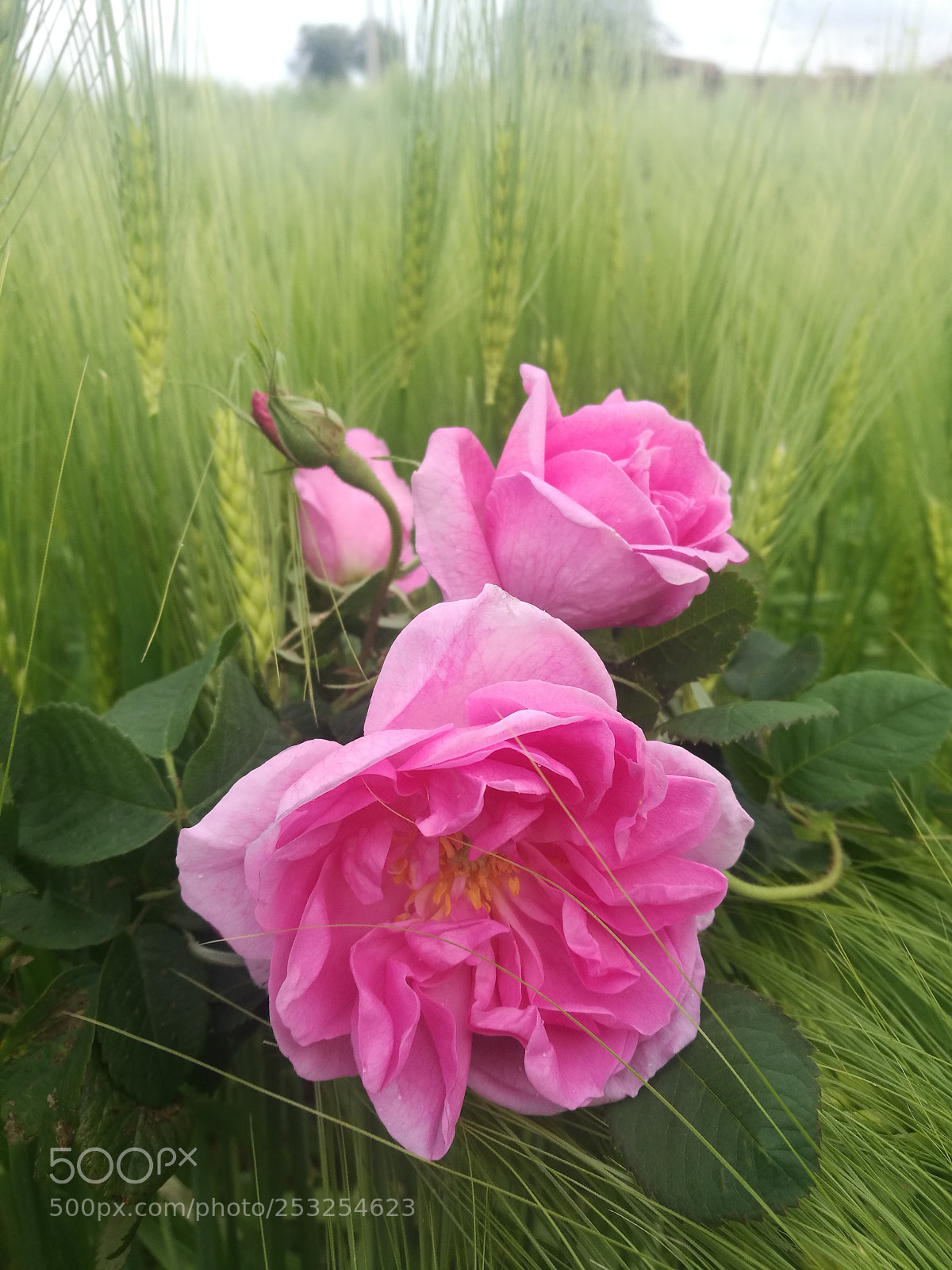 HUAWEI P9 sample photo. Untitled photography
