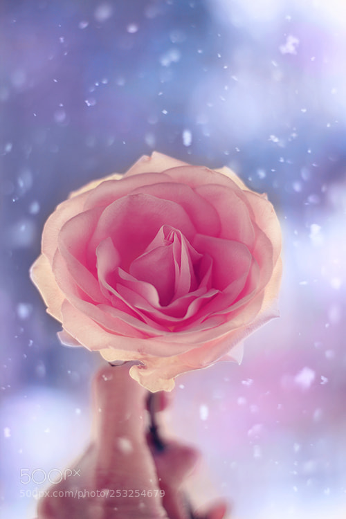 Canon EOS 550D (EOS Rebel T2i / EOS Kiss X4) sample photo. A pink rose in photography