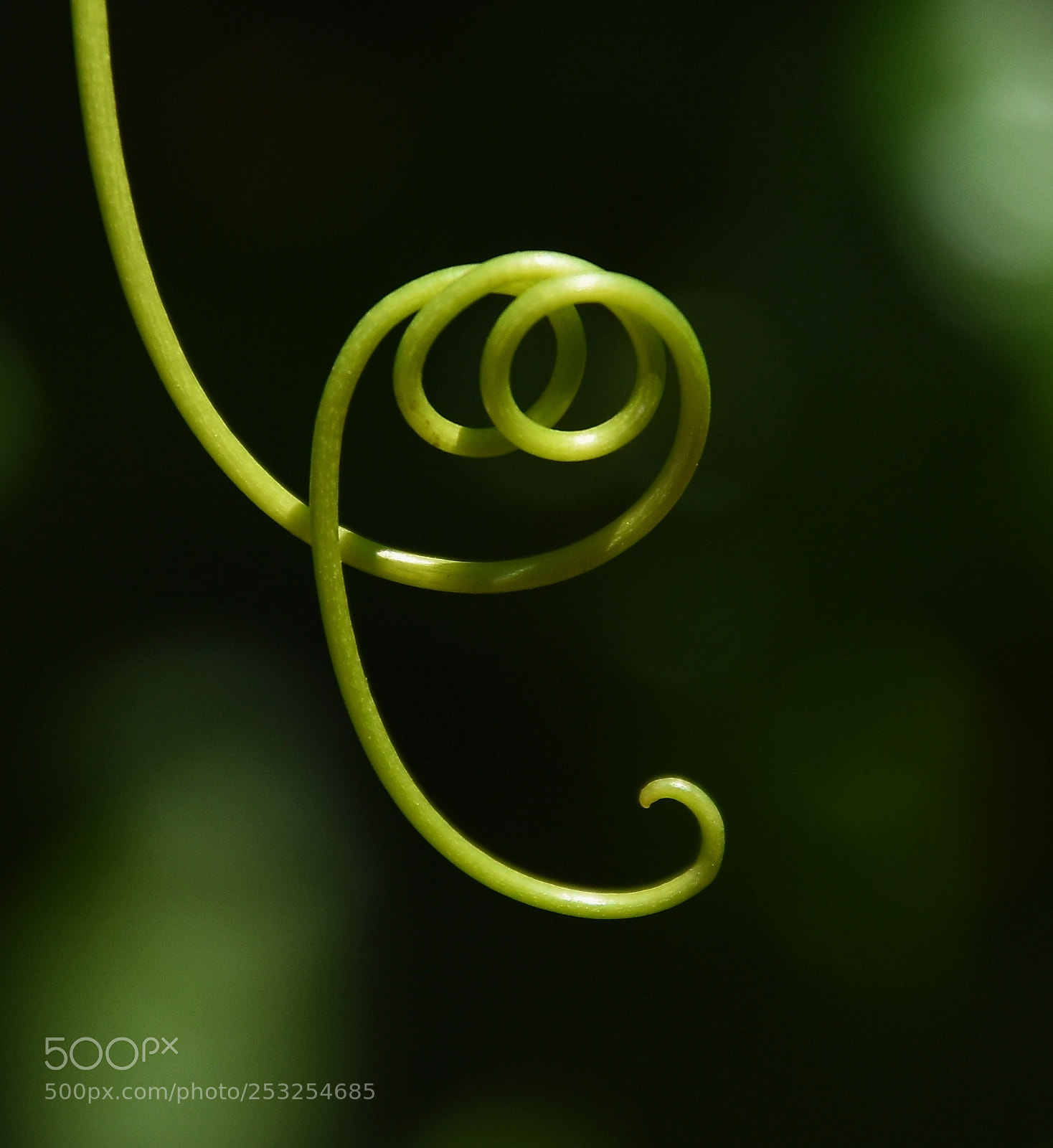 Nikon D7200 sample photo. Twisted vine photography