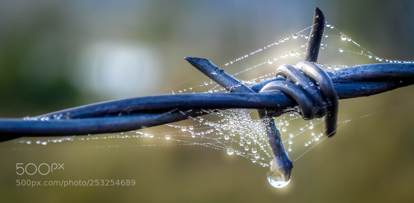 Nikon D5100 sample photo. Glowing dew drops photography