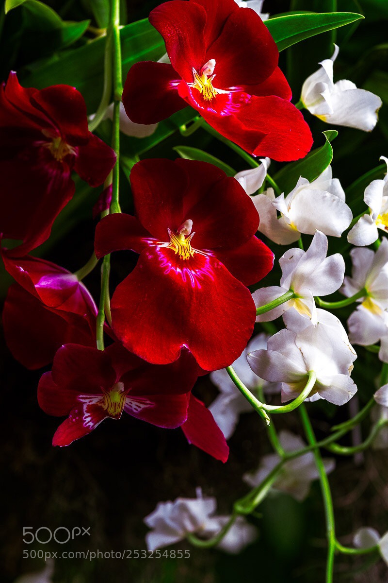 Fujifilm X-H1 sample photo. Red orchards  photography