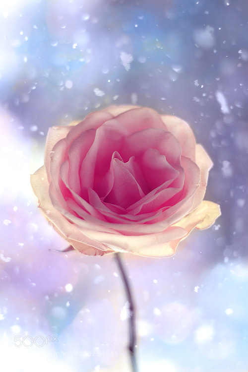 Canon EOS 550D (EOS Rebel T2i / EOS Kiss X4) sample photo. A pink rose in photography