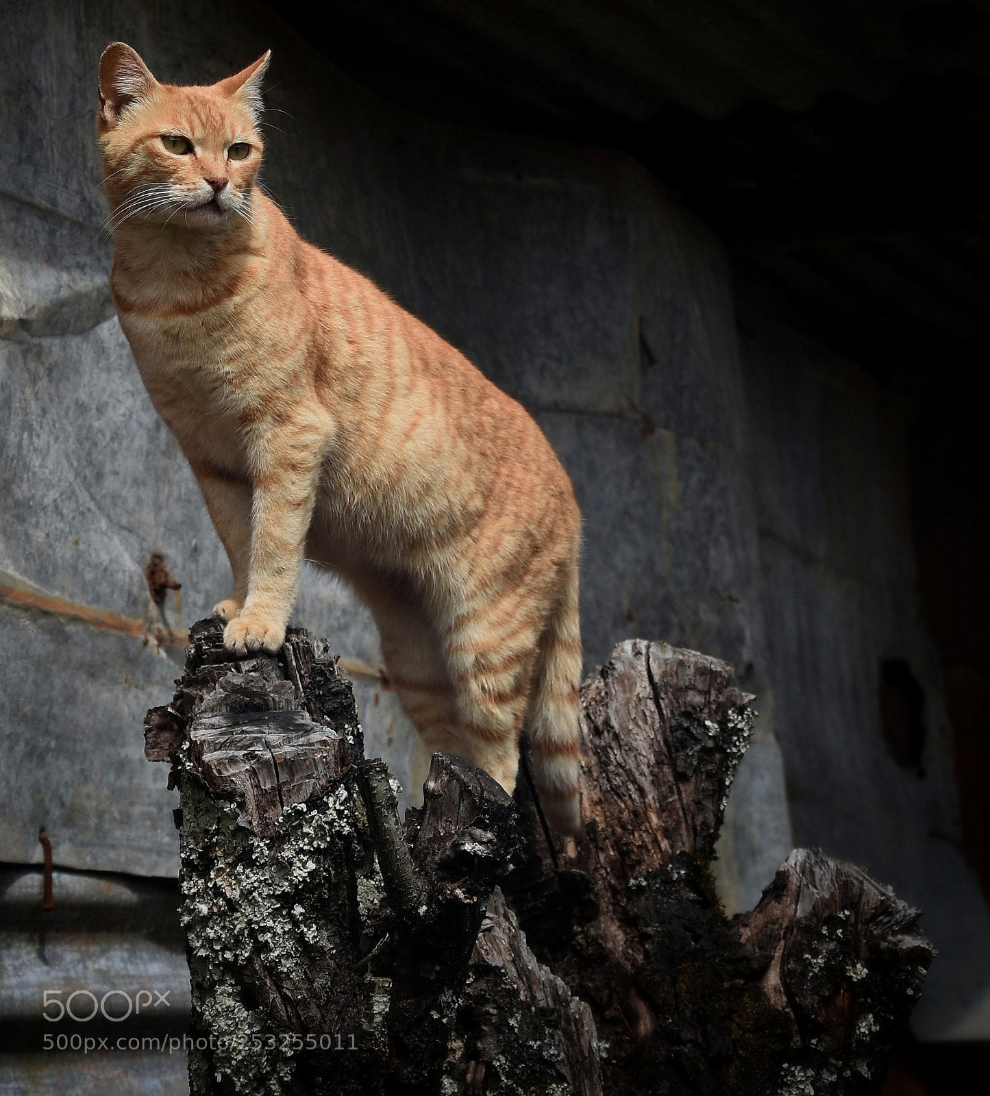 Nikon D7200 sample photo. Cattitude photography