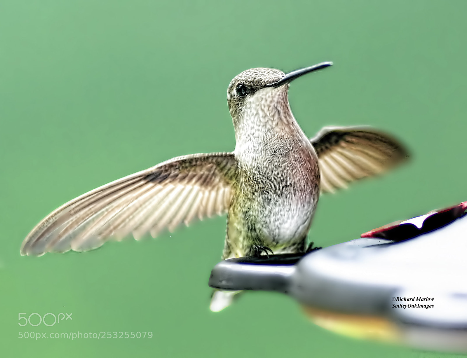 Nikon D5000 sample photo. Hummingbird photography