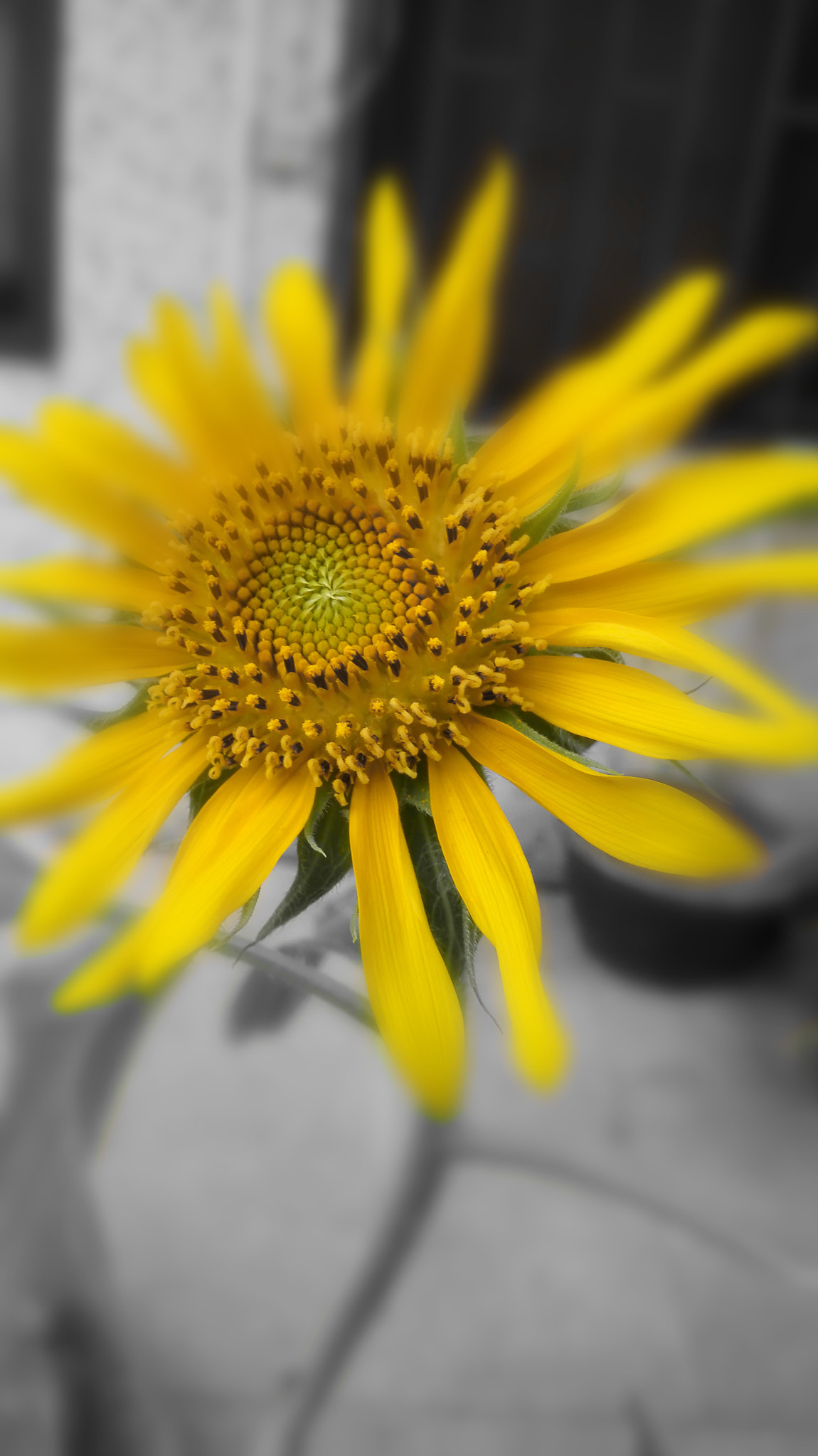 HUAWEI H60-L01 sample photo. 向日葵 photography