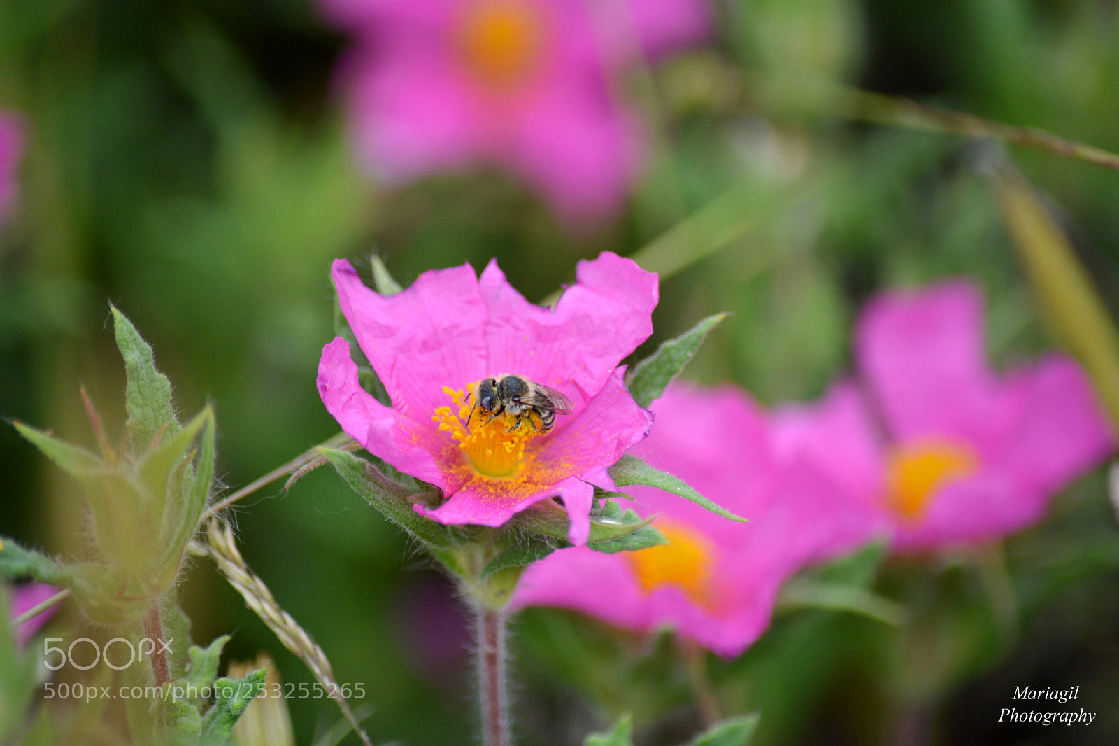 Nikon D5200 sample photo. Flores photography