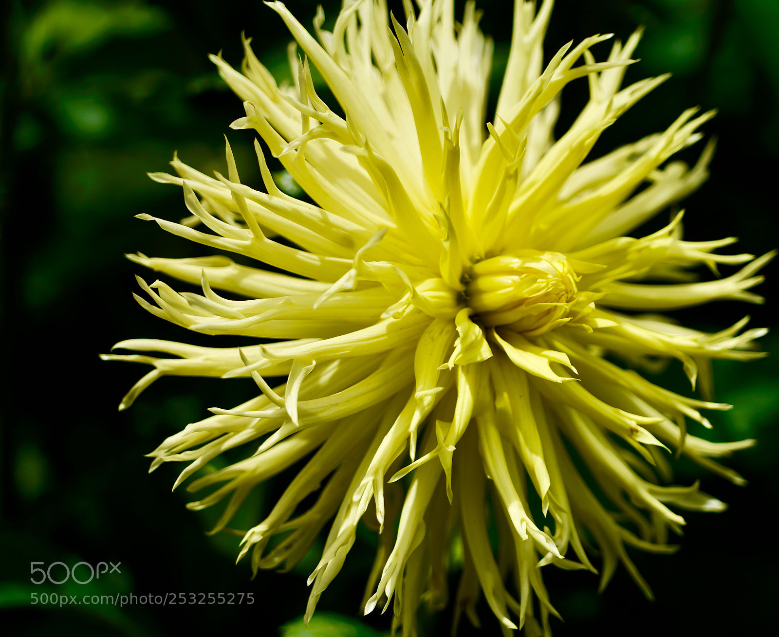 Sony a9 sample photo. Dahlia photography