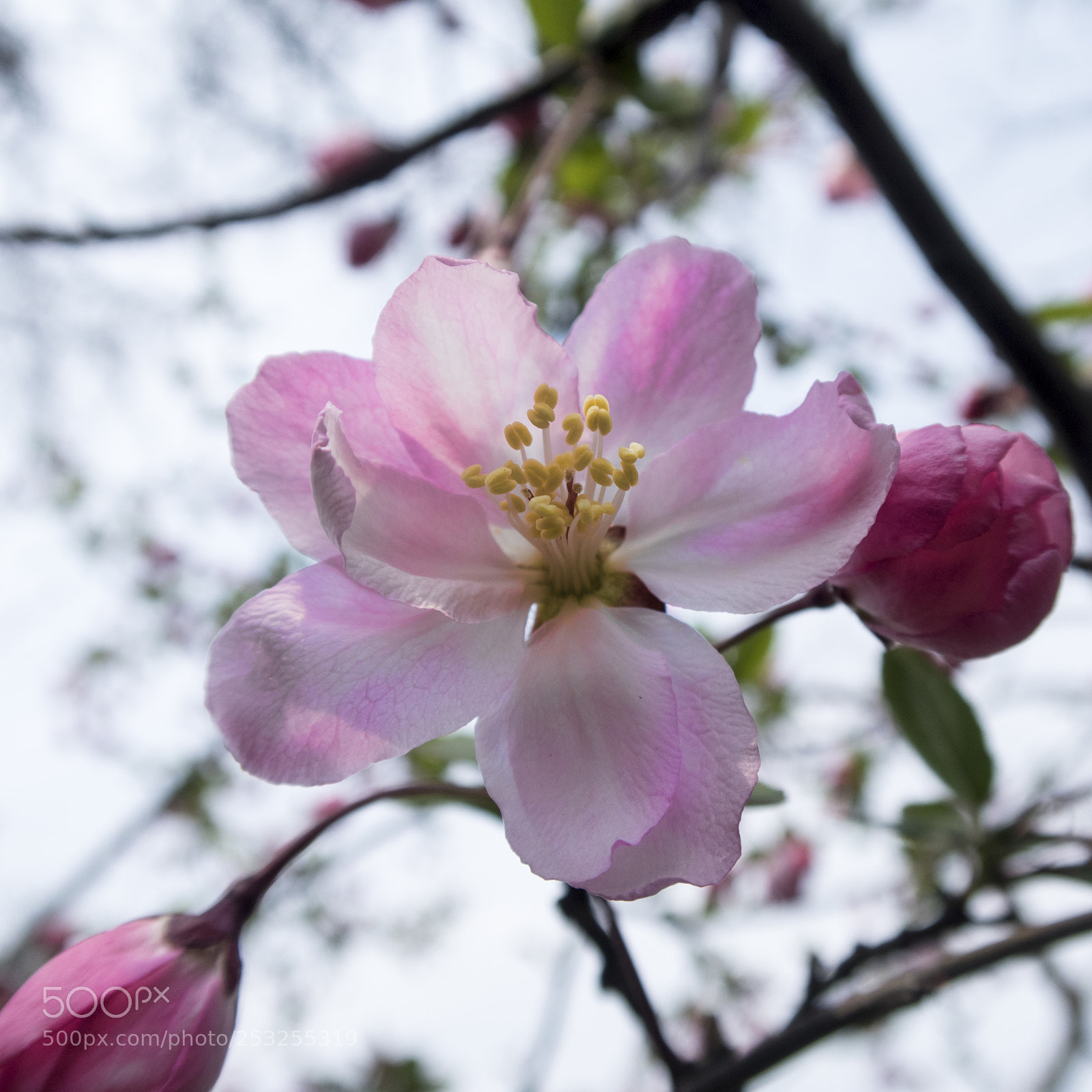Canon PowerShot G7 X Mark II sample photo. Img_8531-1.jpg photography