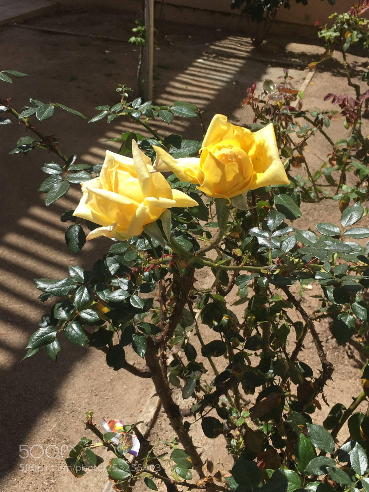 Apple iPhone SE sample photo. Untitled photography