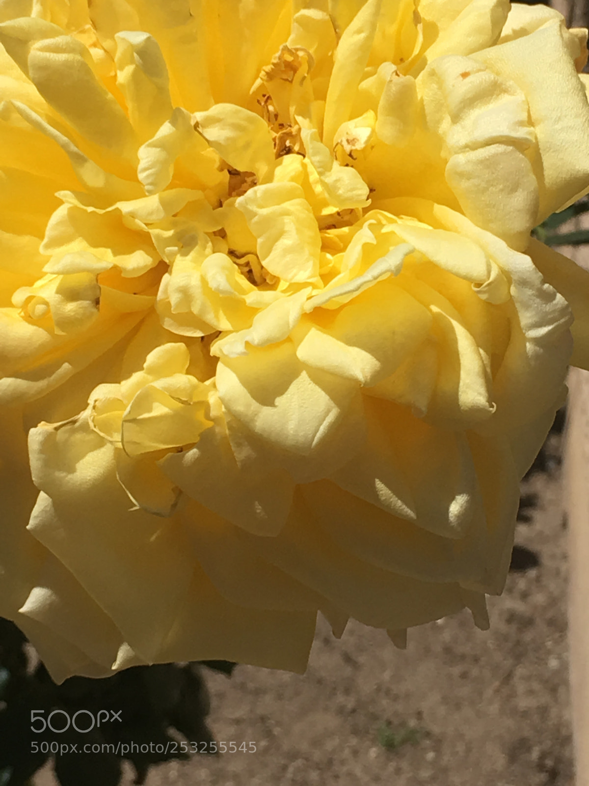 Apple iPhone SE sample photo. Untitled photography