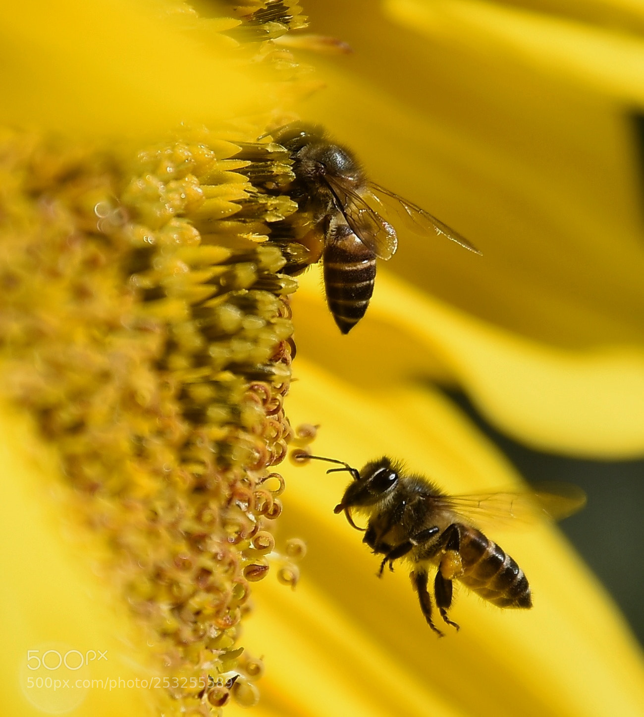 Nikon D7200 sample photo. Busy bees photography