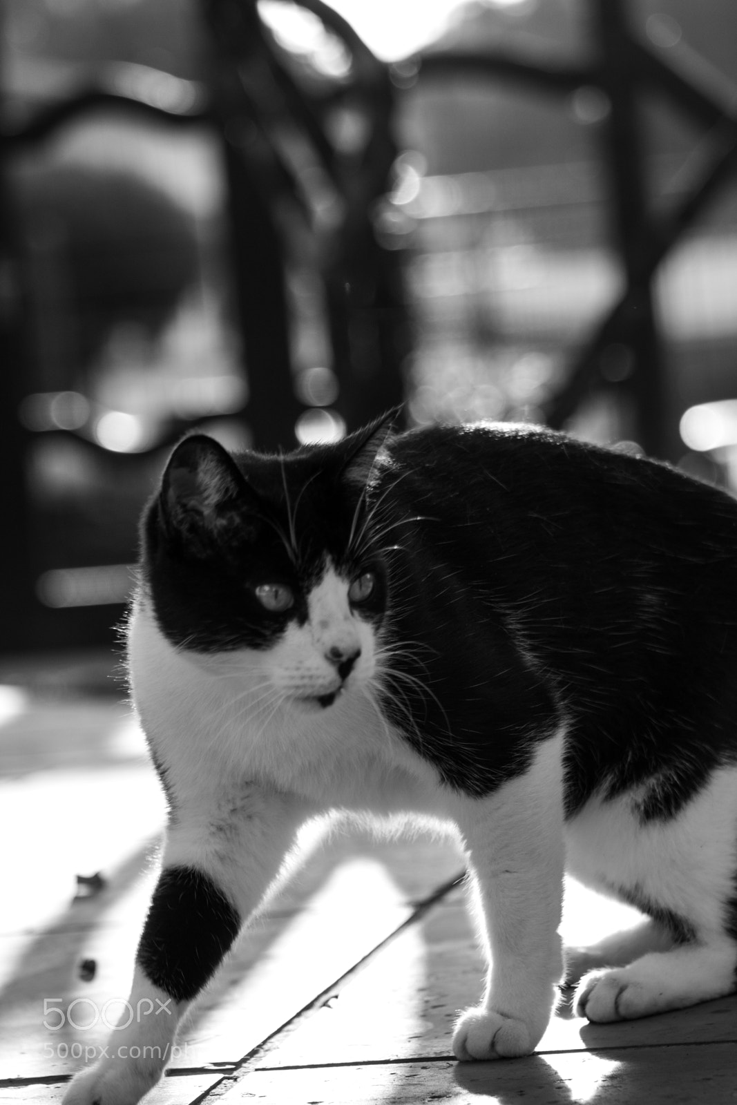 Canon EOS 1300D (EOS Rebel T6 / EOS Kiss X80) sample photo. Img photography
