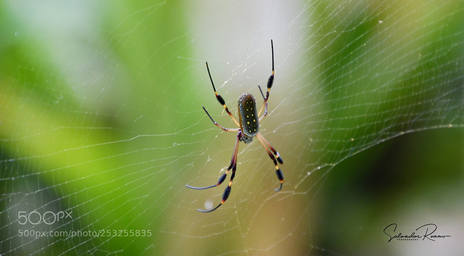 Nikon D7500 sample photo. Spider working photography