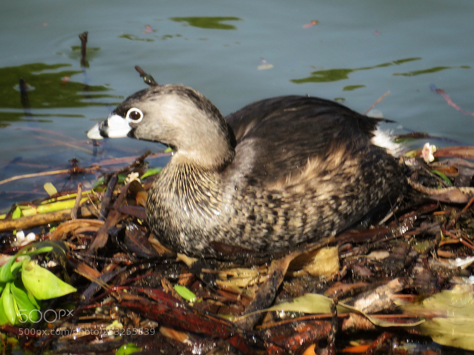 Canon PowerShot SX720 HS sample photo. Grebe on nest photography