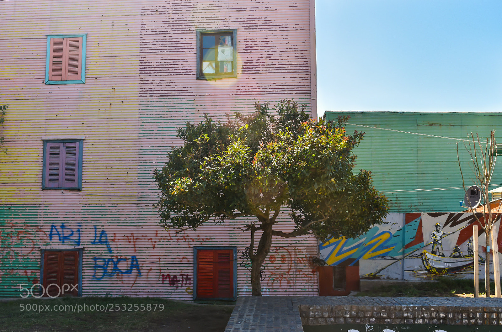 Nikon D3400 sample photo. The magic tree photography