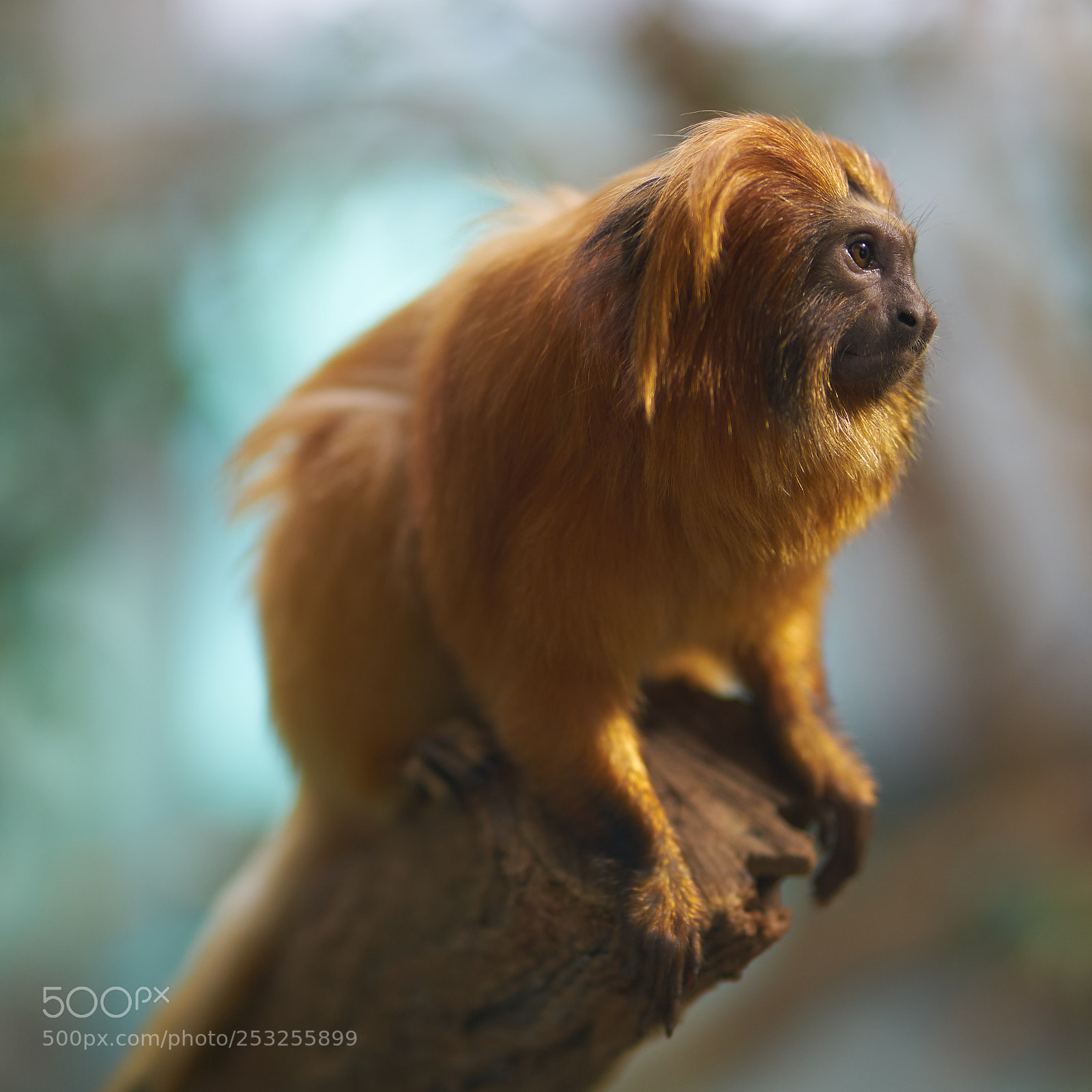 Sony a7R II sample photo. Lion tamarin photography