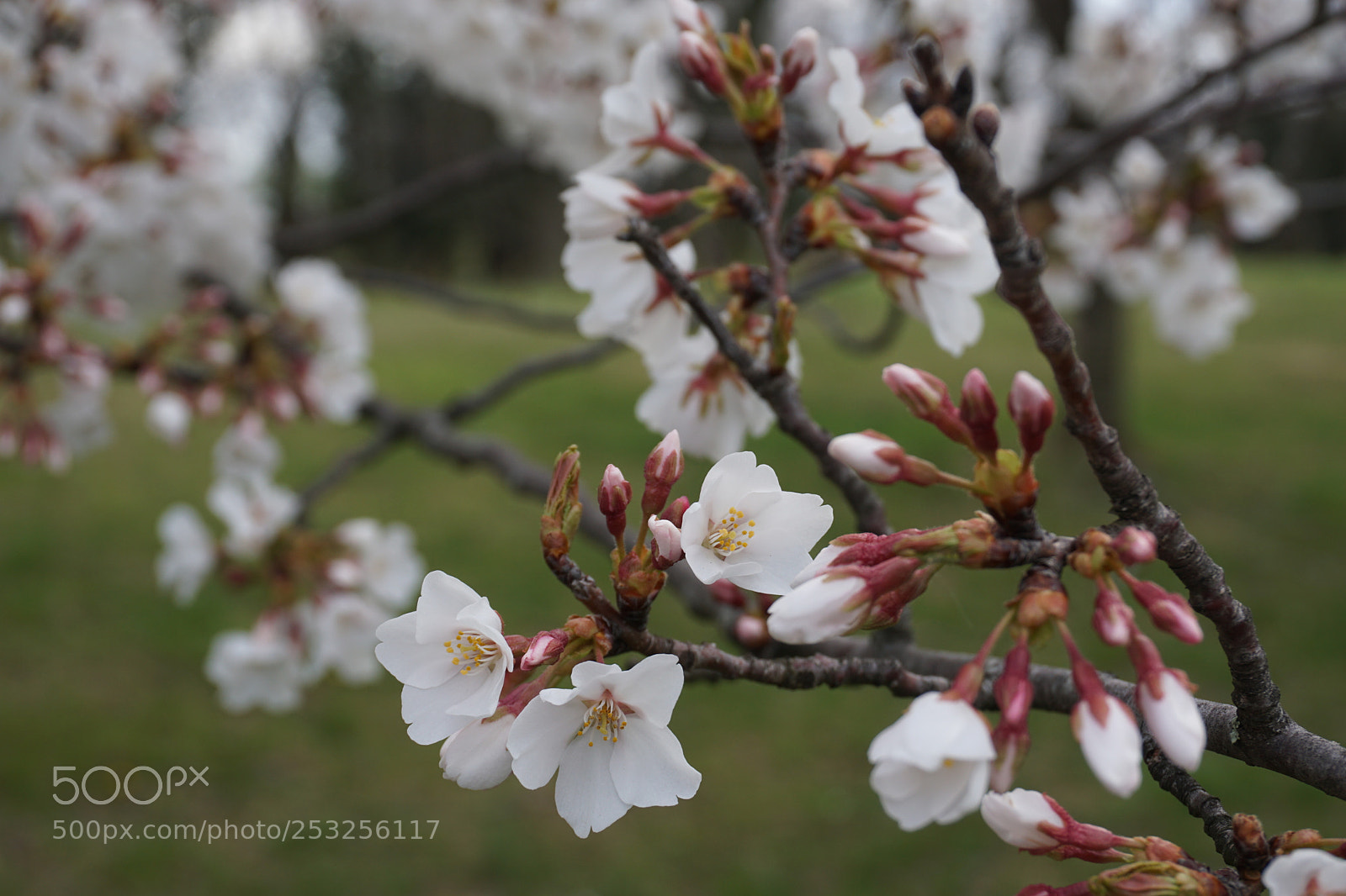 Sony a6000 sample photo. Spring forth photography