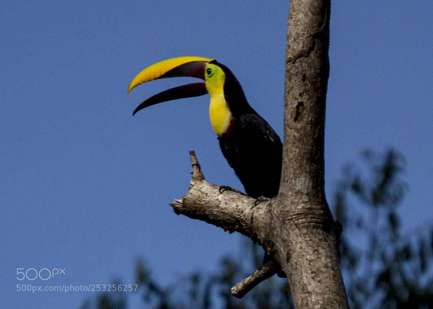 Canon EOS 7D sample photo. Toucan photography