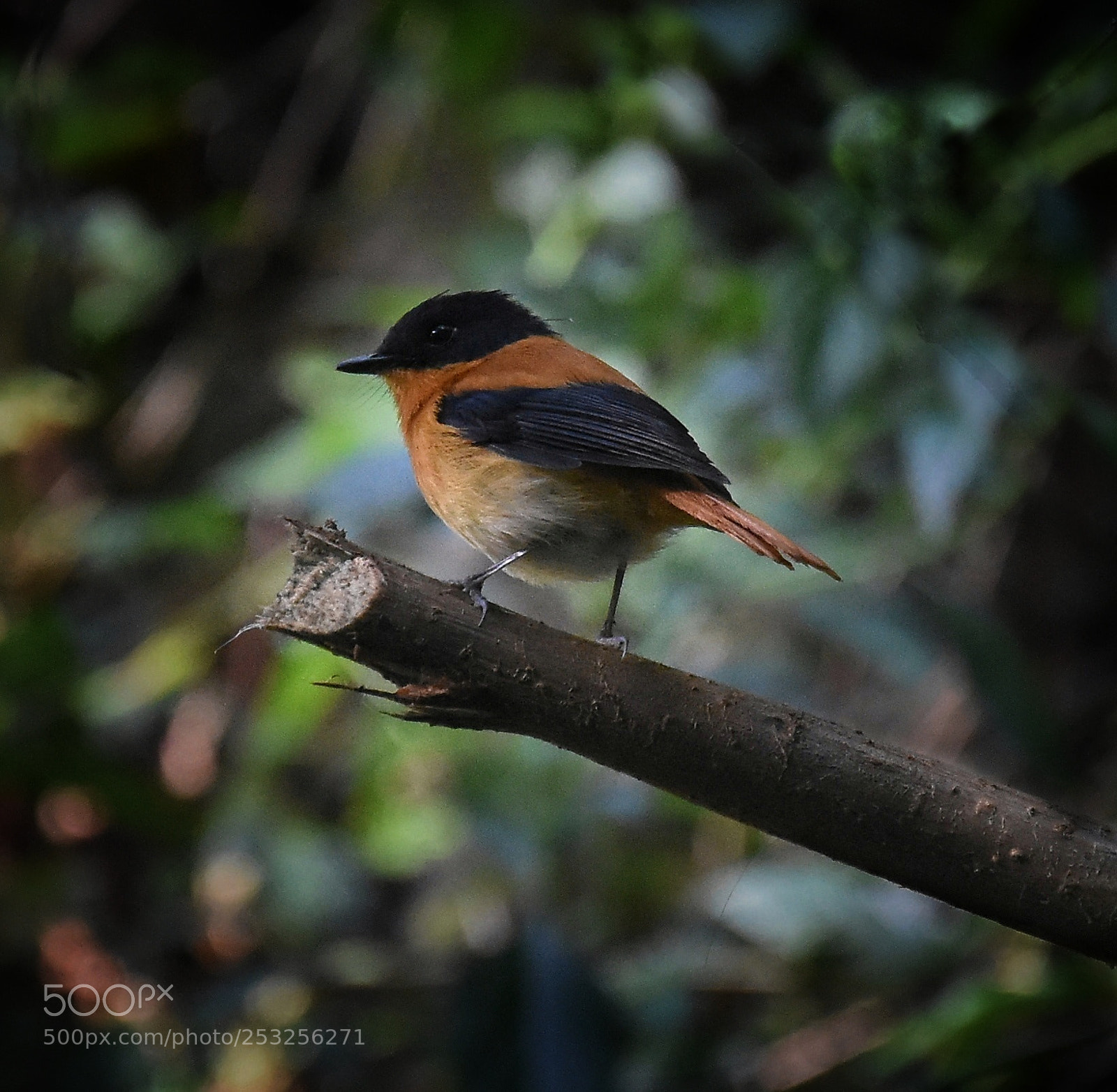 Nikon D7200 sample photo. Black and orange flycatcher photography