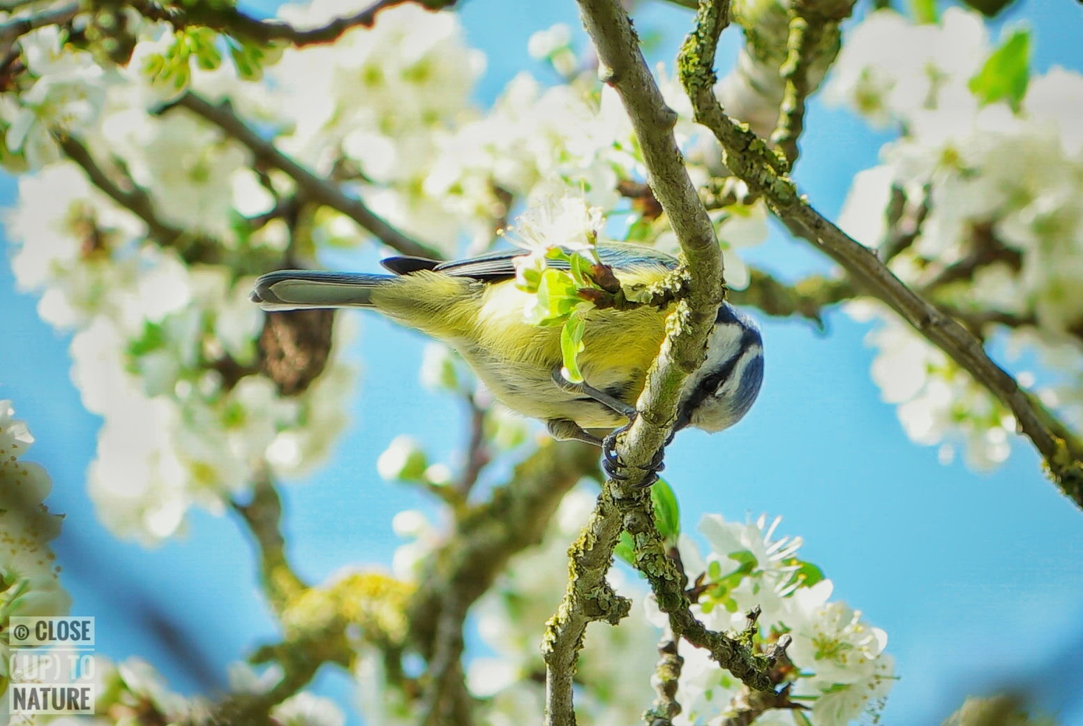 Samsung NX500 sample photo. Mésange bleue photography