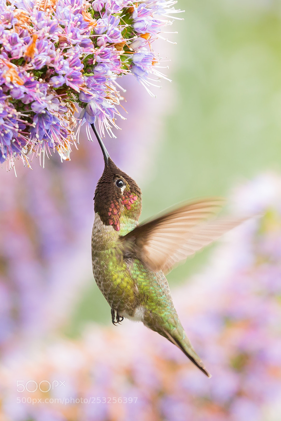 Canon EOS-1D X sample photo. Anna's hummingbird photography