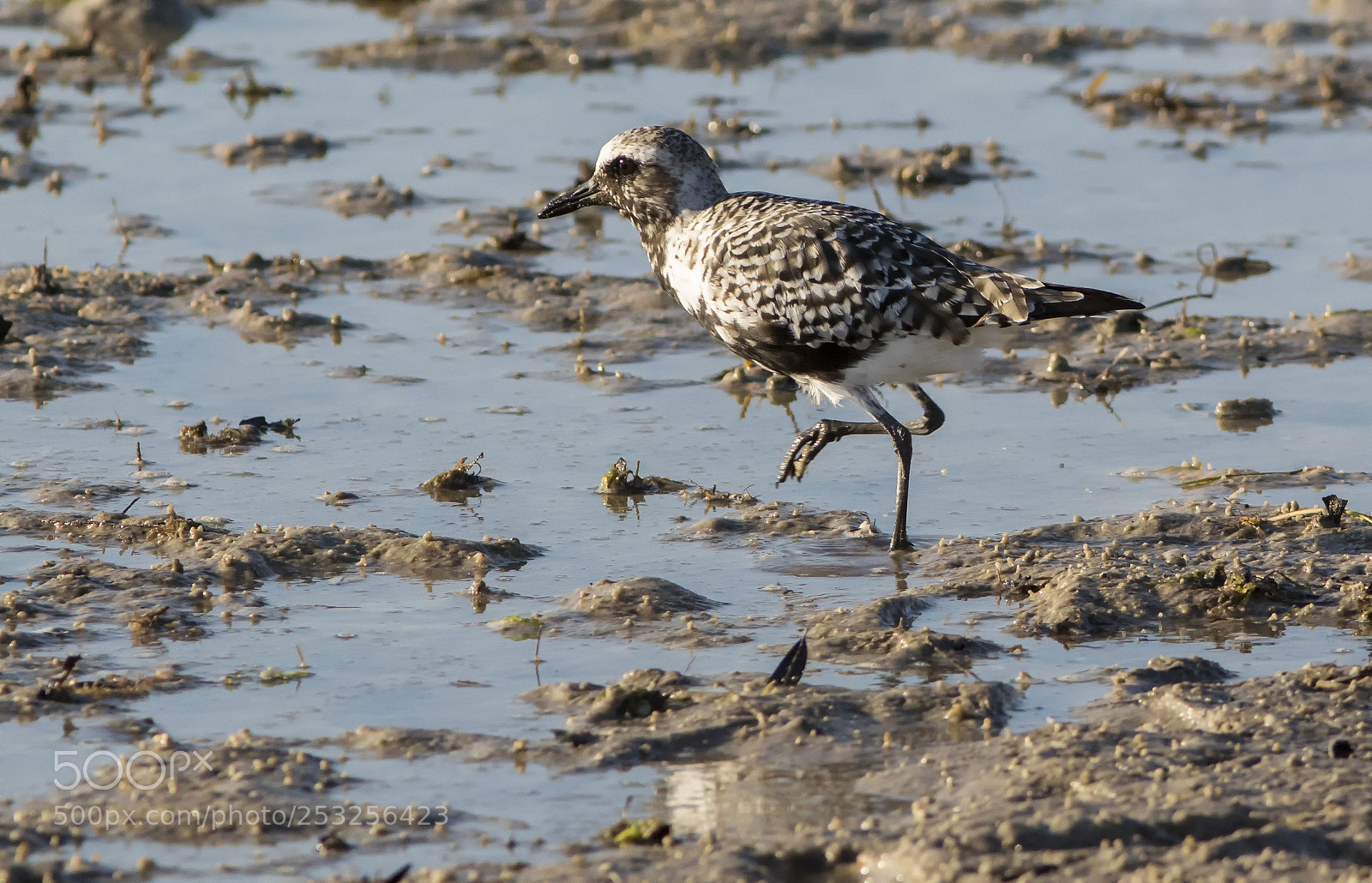 Canon EOS 7D Mark II sample photo. Black bellied plover photography