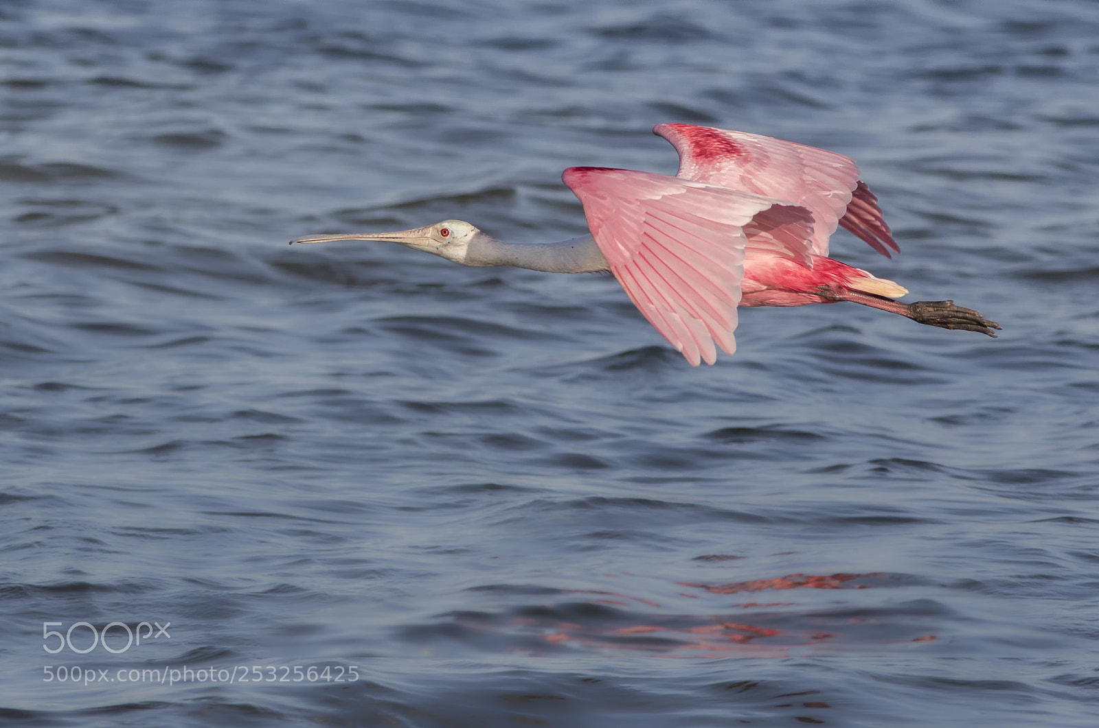 Canon EOS 7D Mark II sample photo. Roseate in flight photography