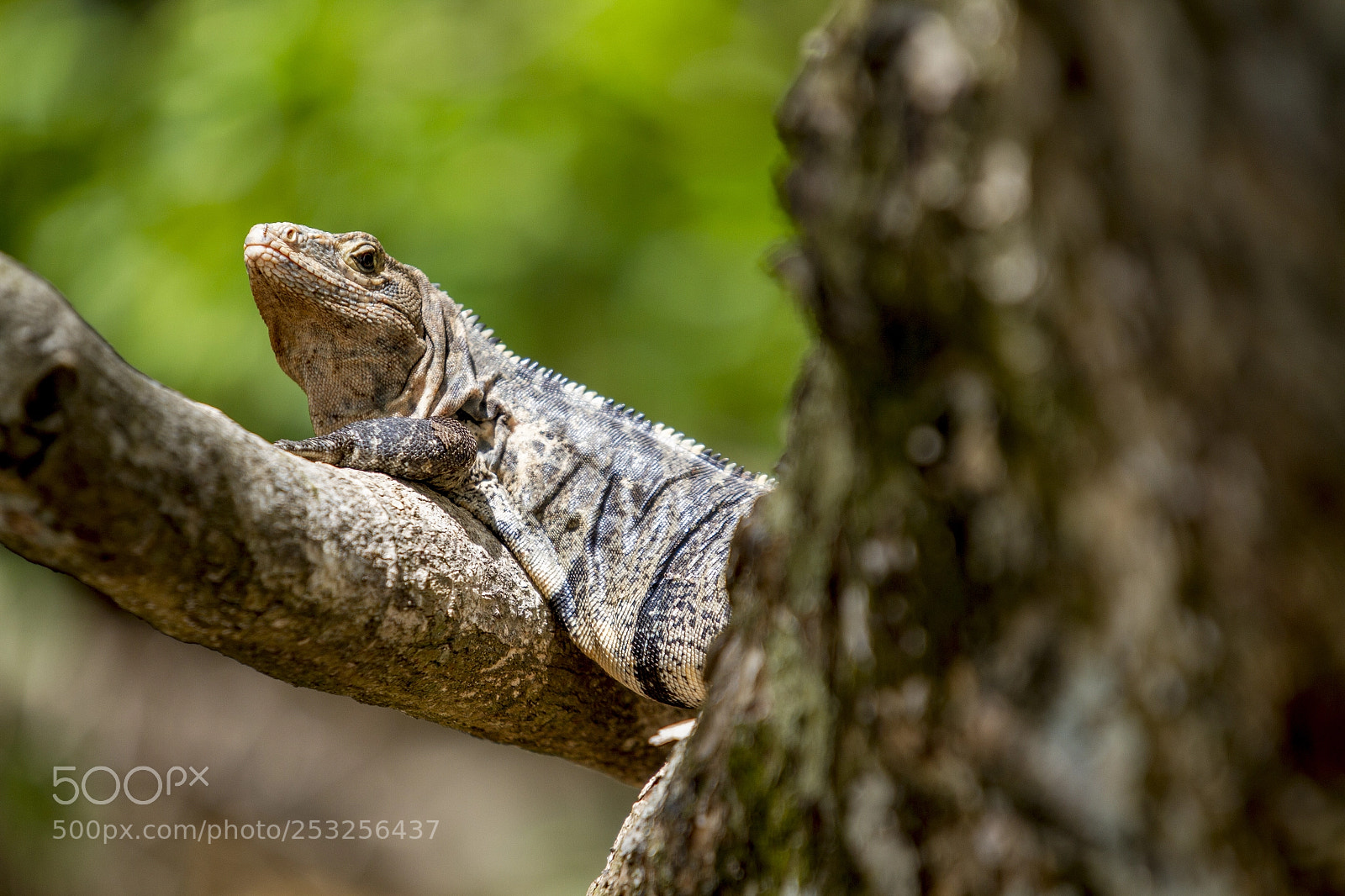 Canon EOS 7D sample photo. Lizard photography