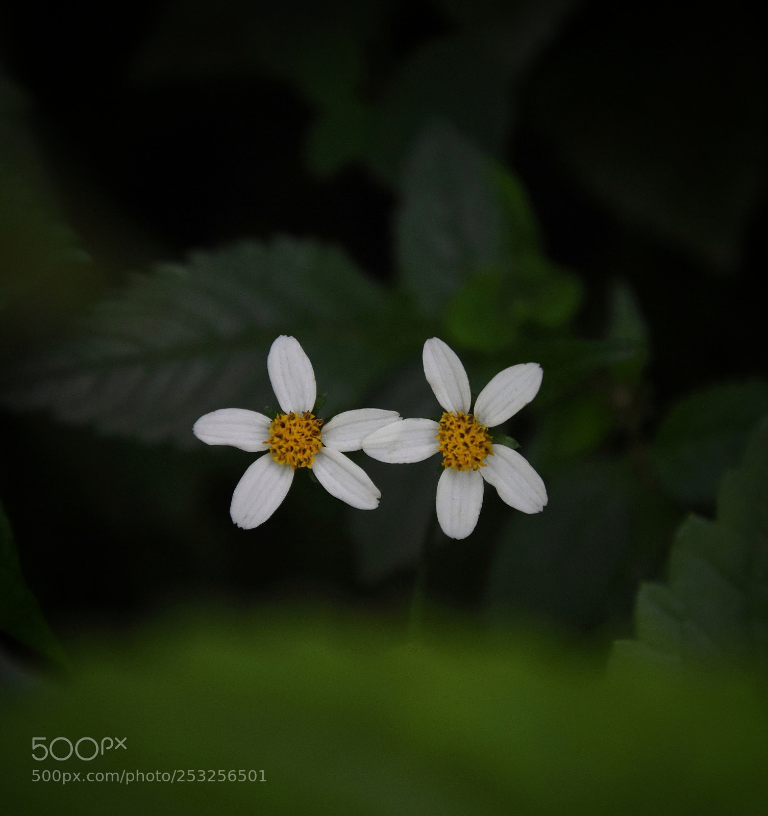 Nikon D7200 sample photo. In nature photography