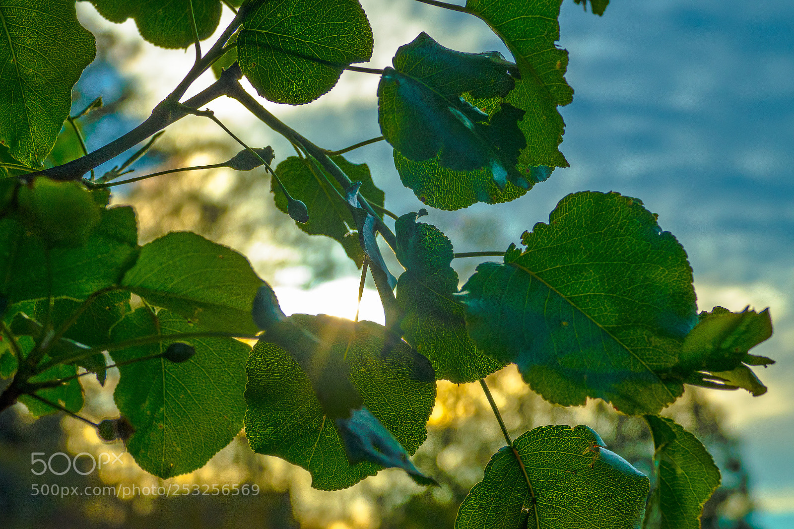 Panasonic Lumix DMC-FZ1000 sample photo. Sunset photography