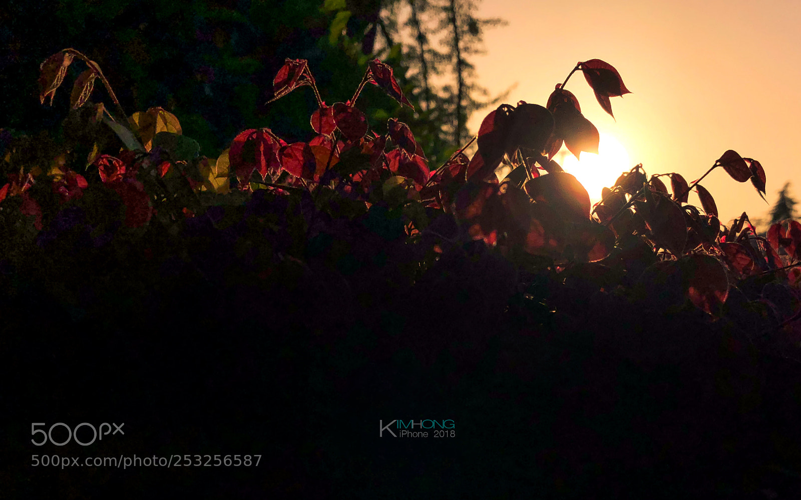 Apple iPhone X sample photo. 春天的夕阳 photography