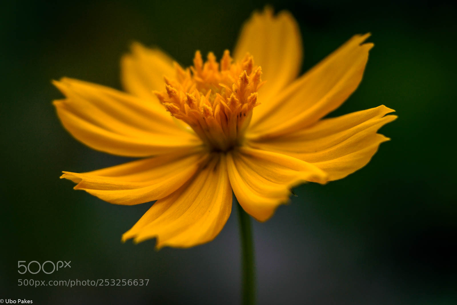 Sony a6300 sample photo. Orange marigold flower photography