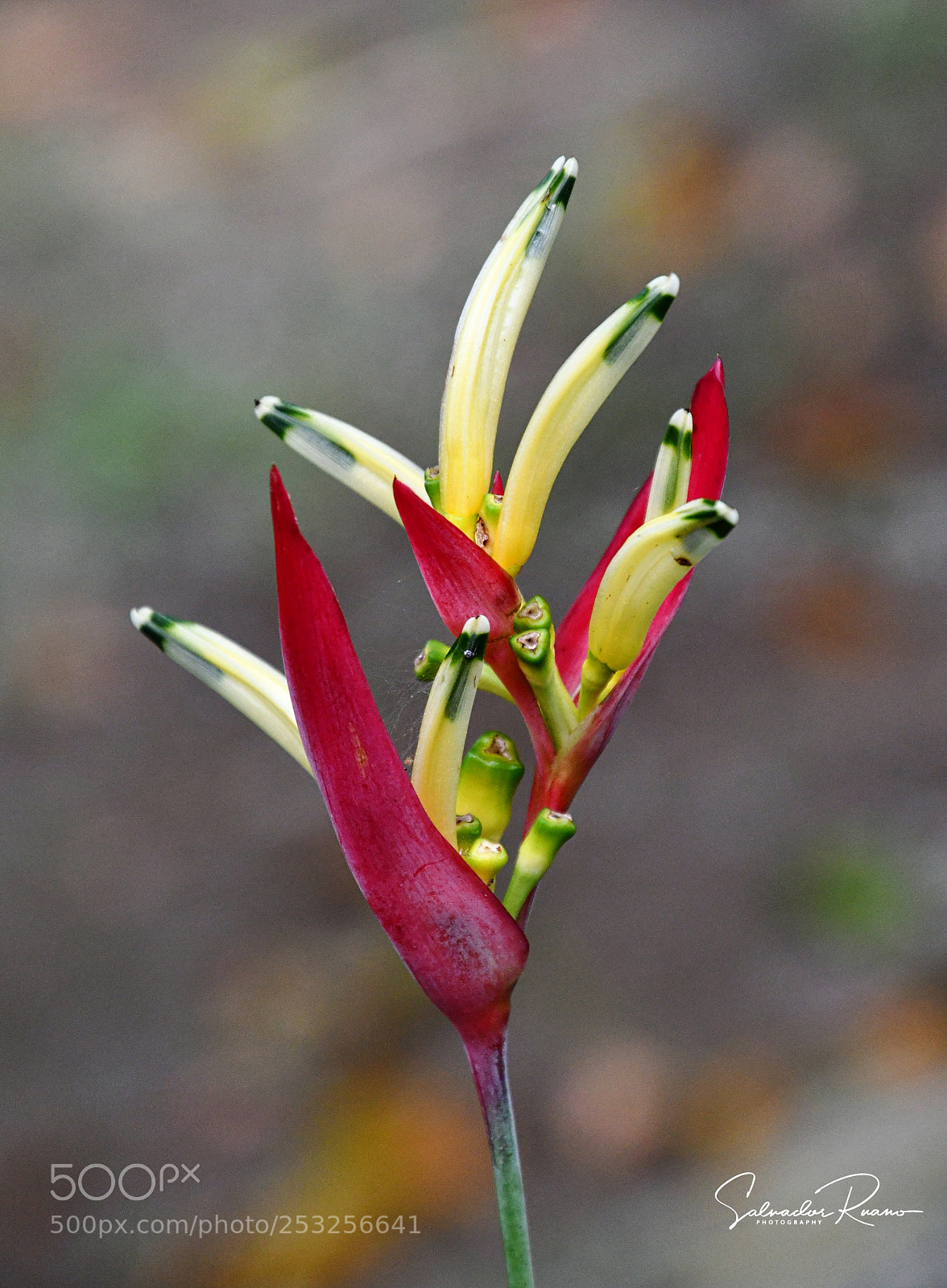Nikon D7500 sample photo. Heliconia psittacorum photography