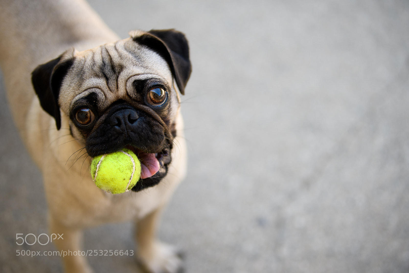 Nikon D500 sample photo. Pug with tennis ball photography