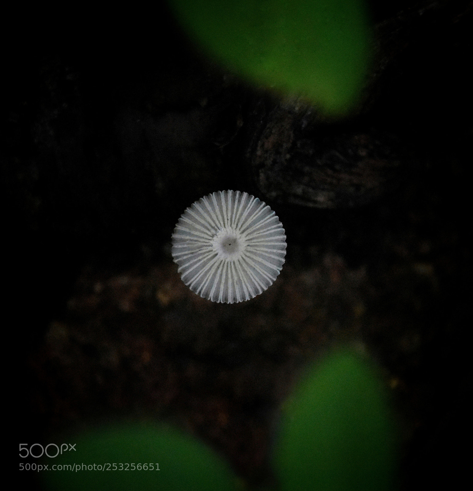 Nikon D7200 sample photo. Mushroom photography