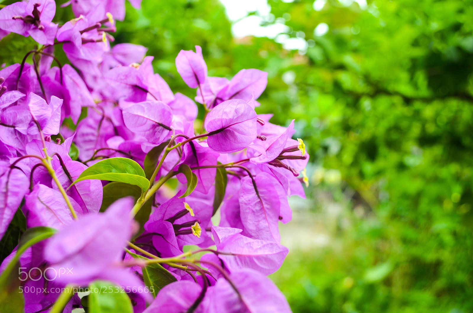 Nikon D5100 sample photo. Buganvilla photography