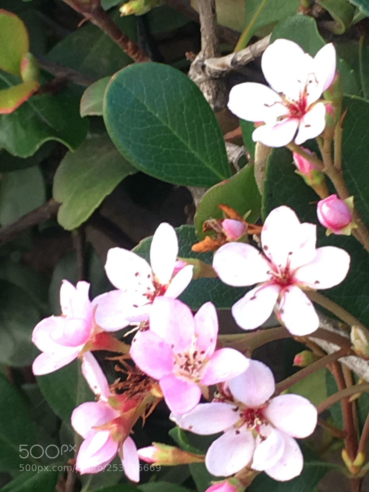 Apple iPhone SE sample photo. Untitled photography