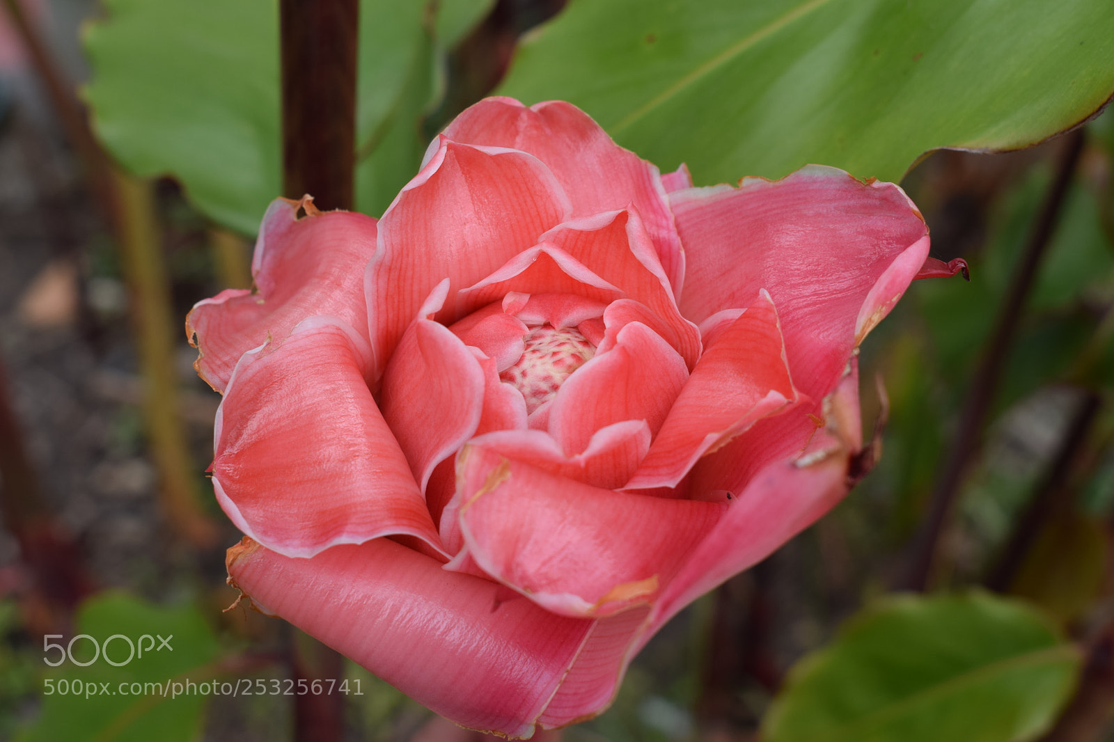 Nikon D5300 sample photo. Dsc photography