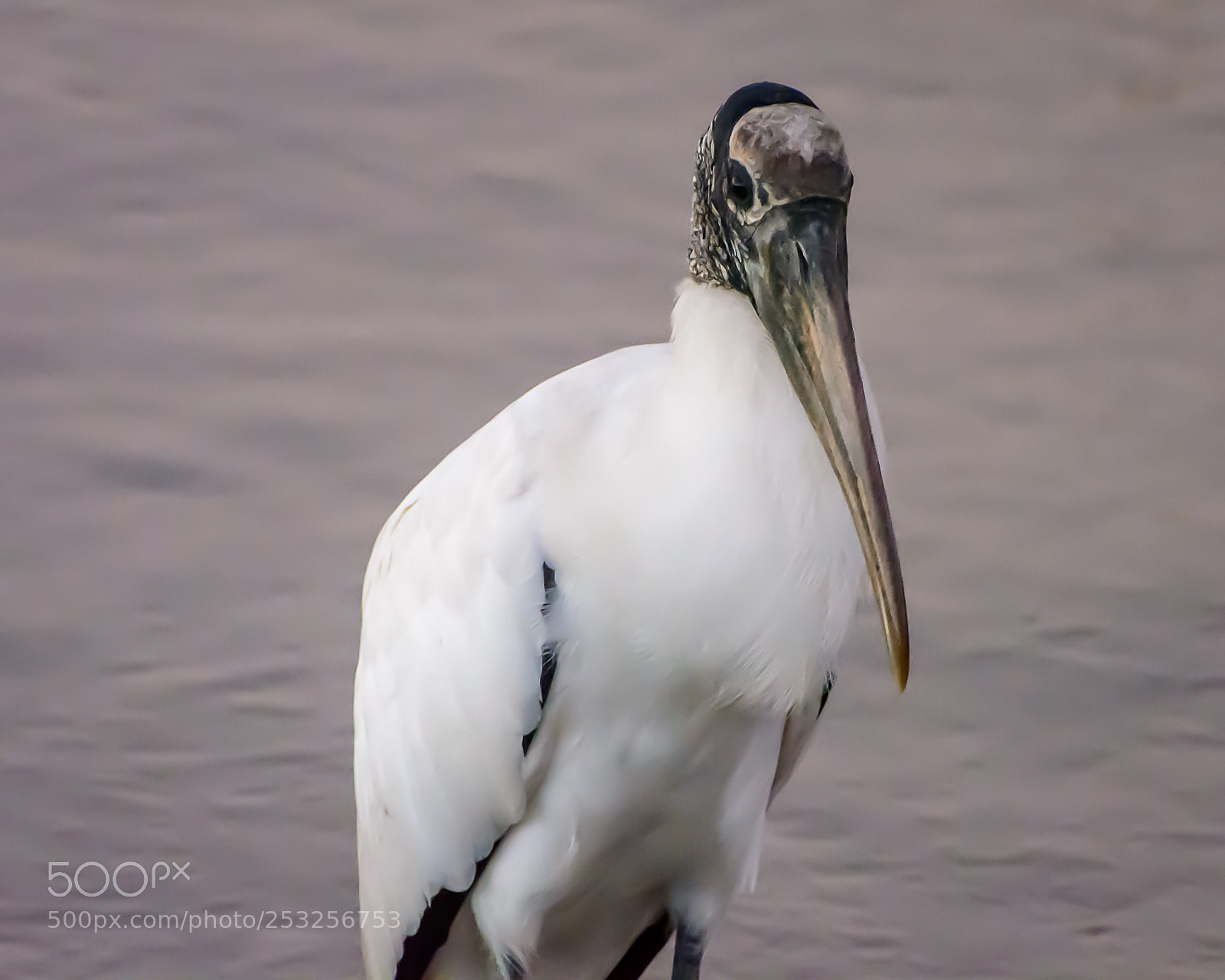 Nikon D7100 sample photo. Wood stork photography