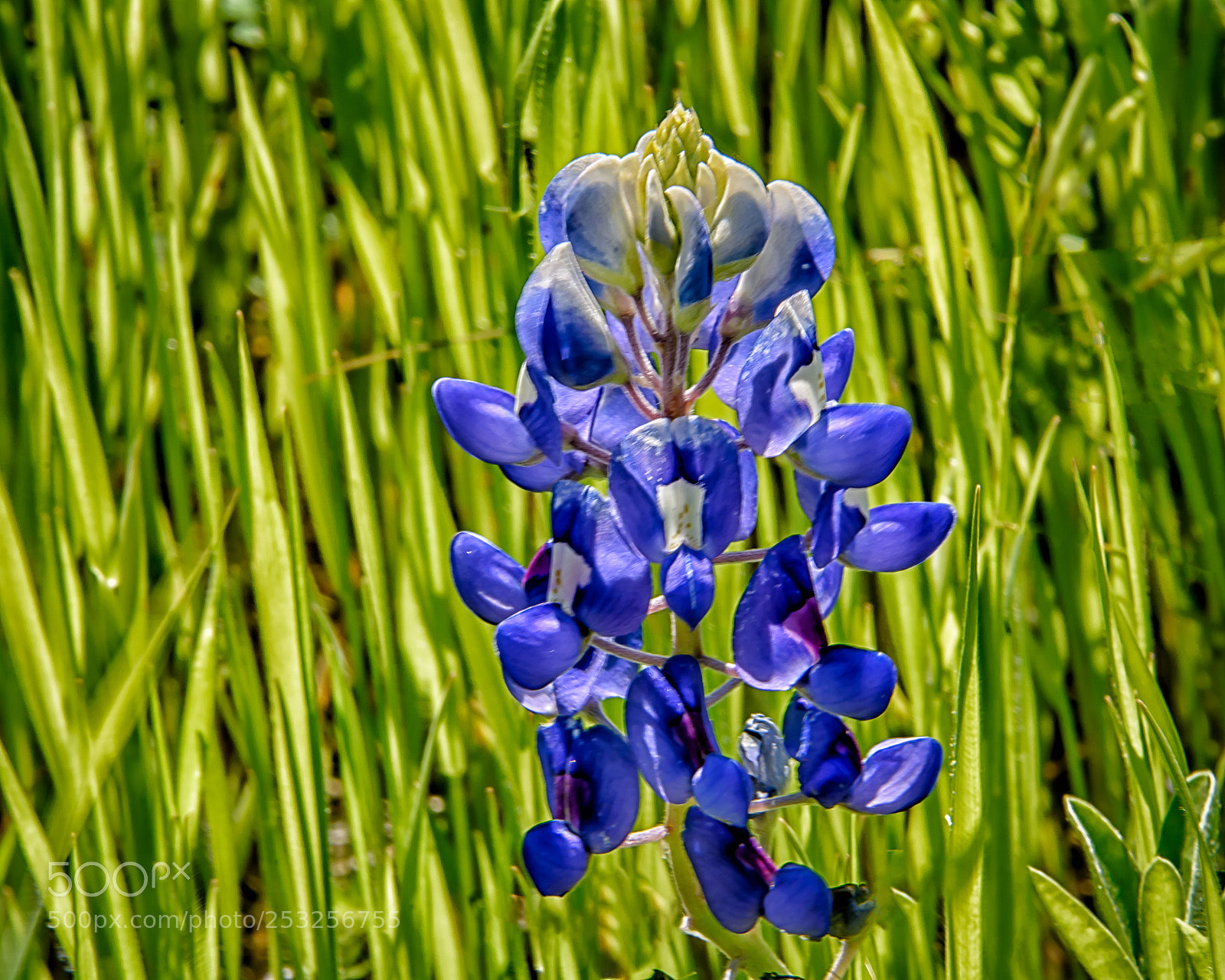 Nikon D7100 sample photo. Bluebonnet photography