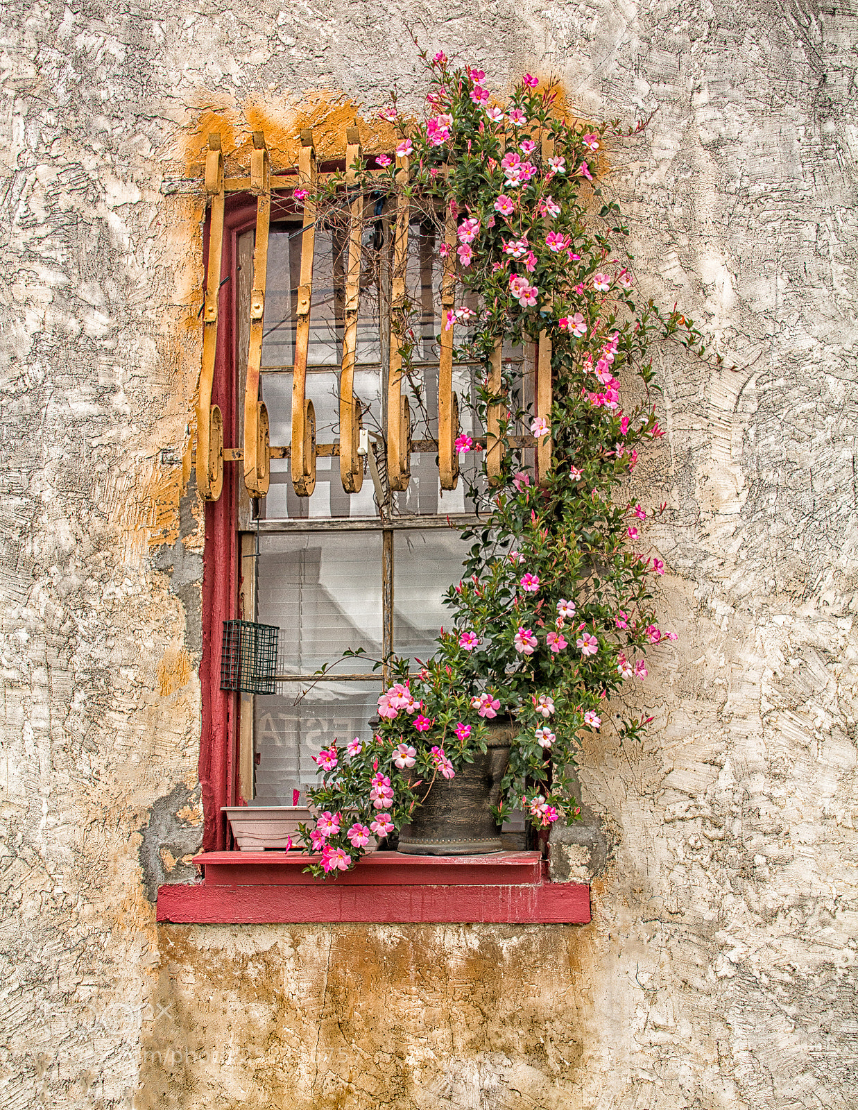 Nikon D7100 sample photo. Roses photography