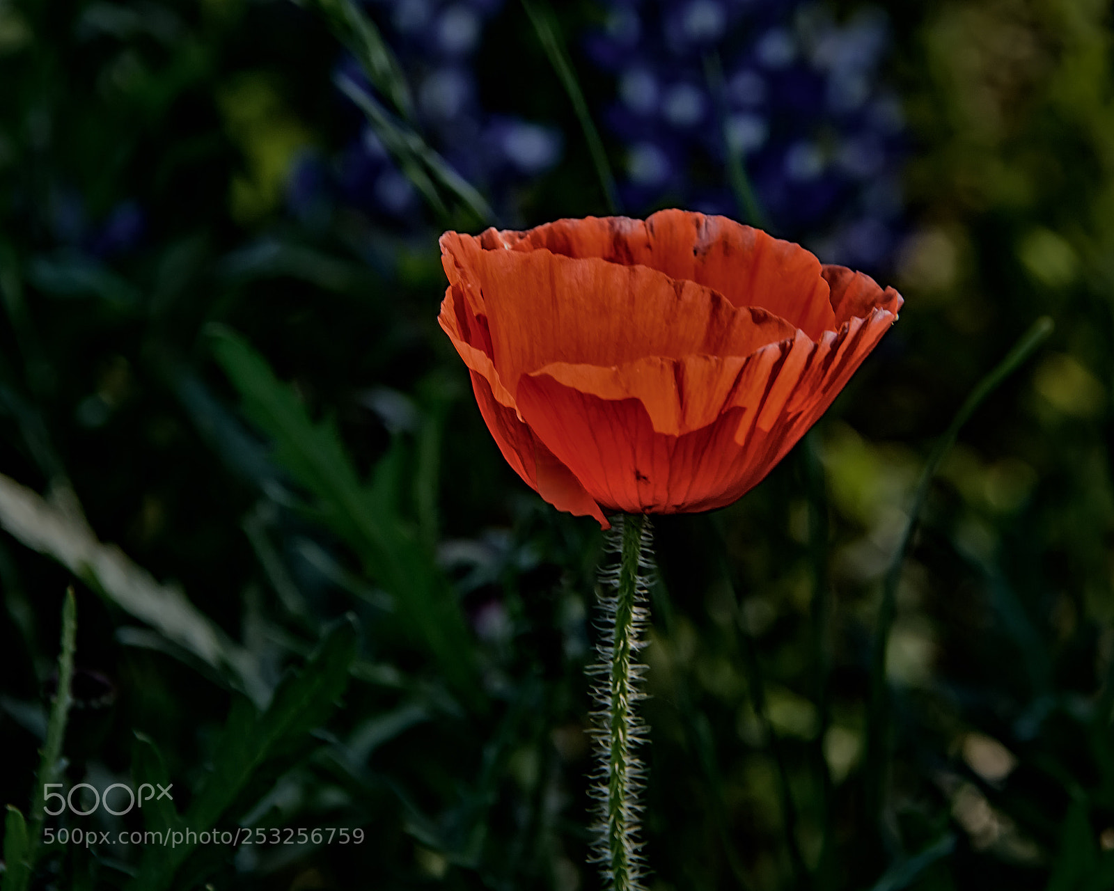 Nikon D7100 sample photo. Poppy photography