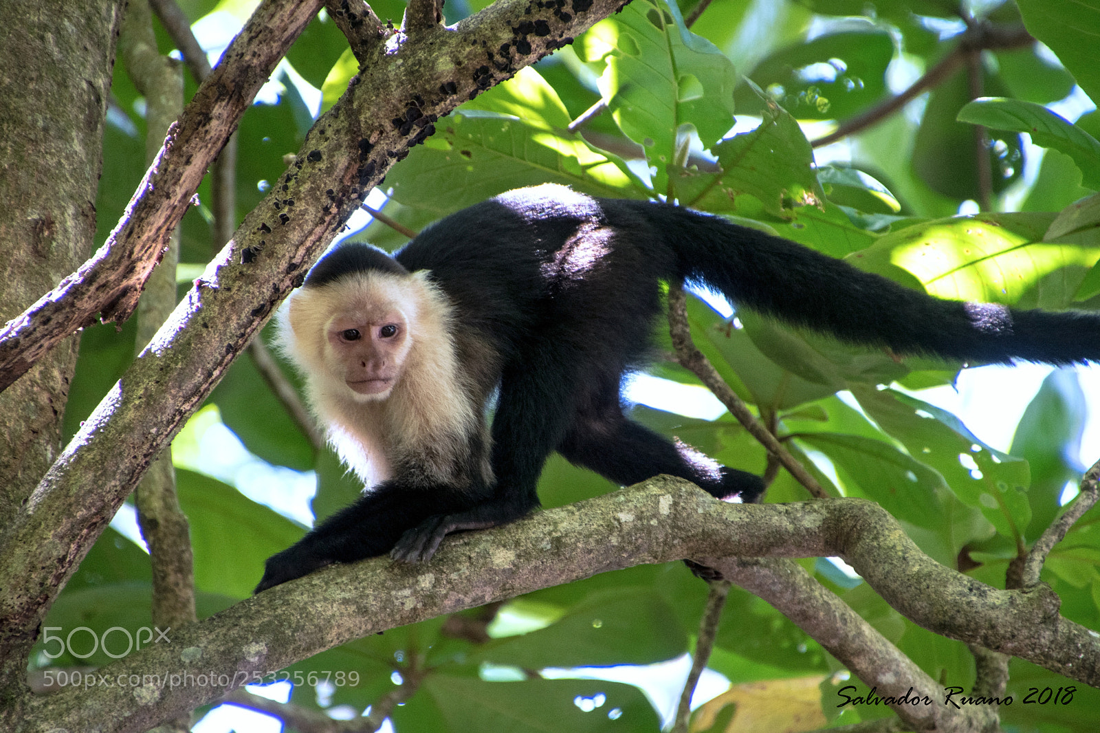 Nikon D7500 sample photo. Capuchino monkey photography