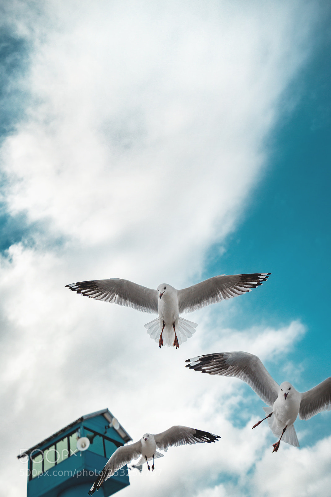 Nikon D800E sample photo. Seagulls at maroubra beach photography