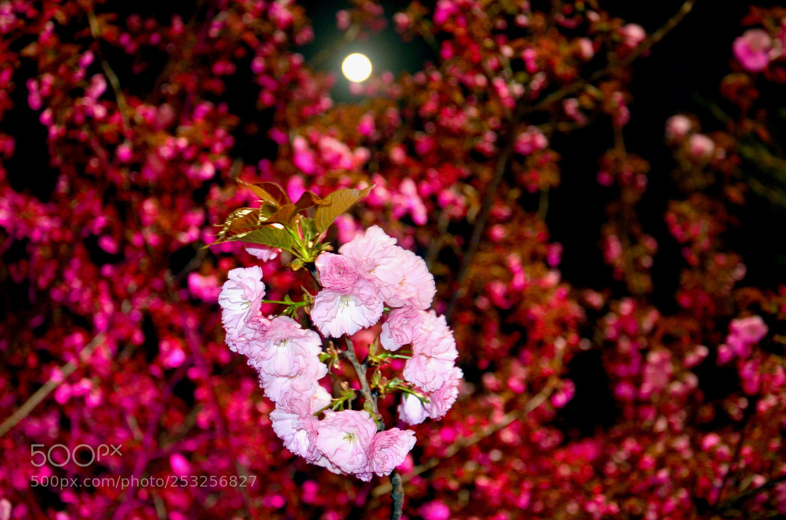 Nikon D5100 sample photo. Untitled photography